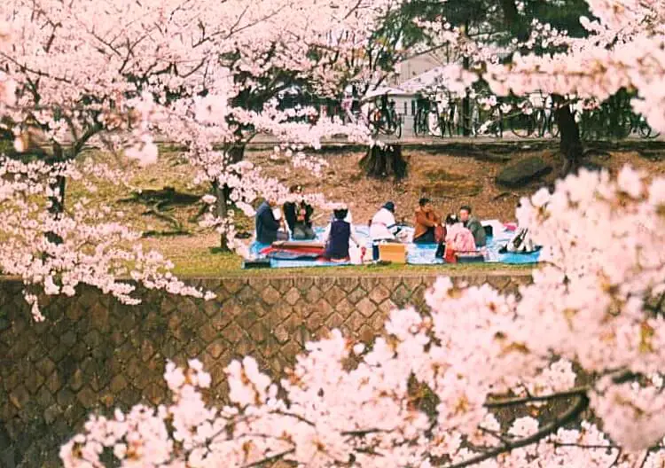 Hanami Cherry Blossoms Osaka Japan Shukugawa