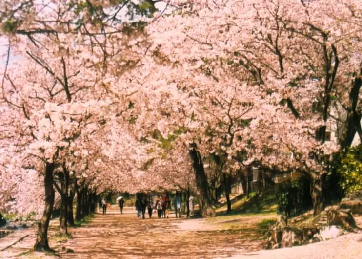 Hanami Cherry Blossoms Osaka Japan Shukugawa