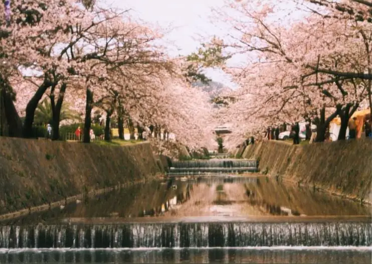 Hanami cherry blosom viewing Japan Shukugawa