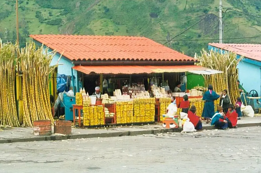 Ecuador Banos Sugar cane for sale