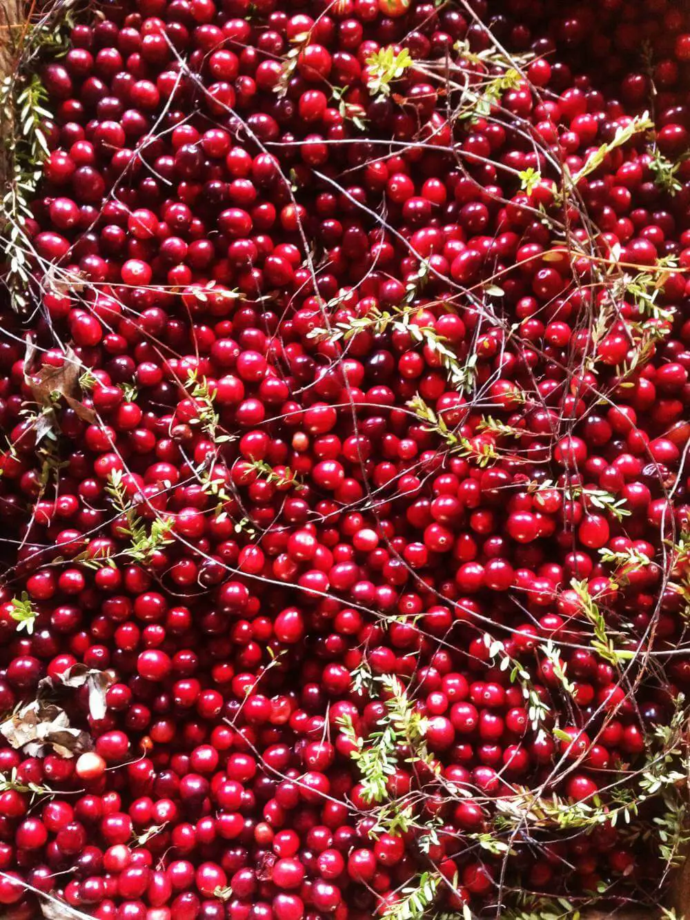 Cranberries on cranberry bog tour