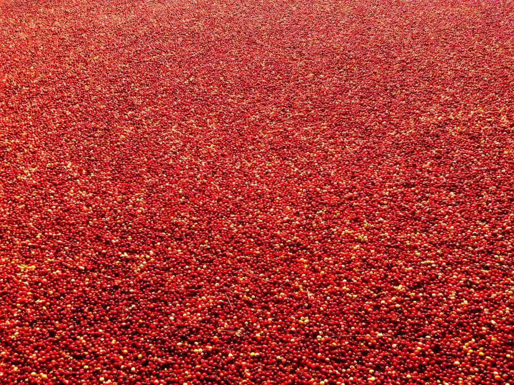 Cranberries on cranberry bog tour