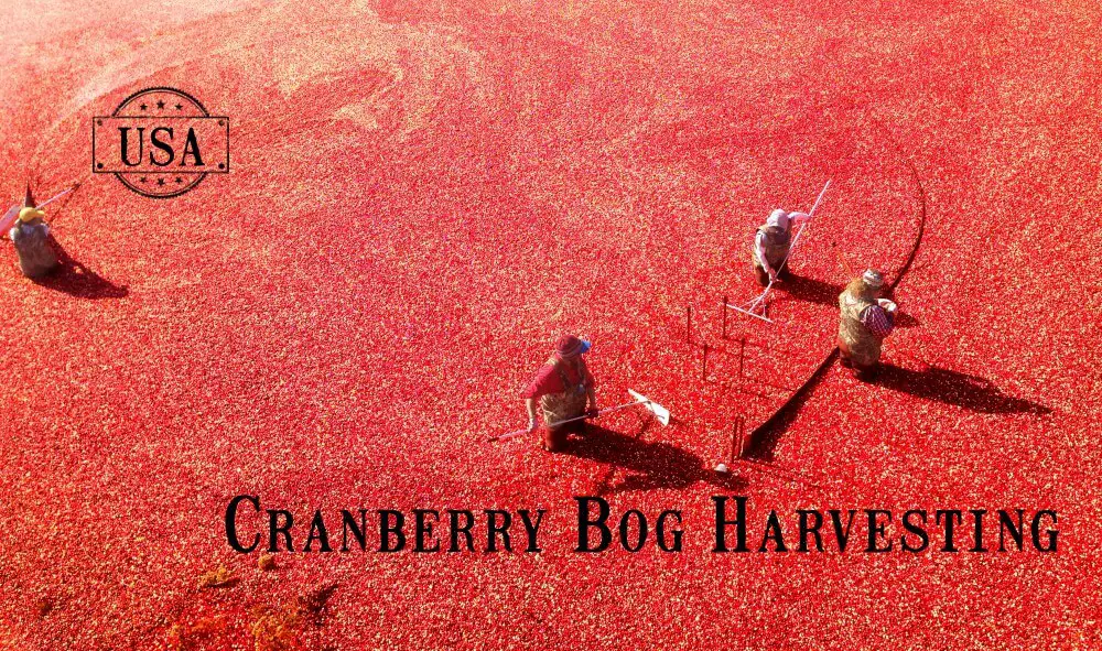 Cranberry Bog Harvesting