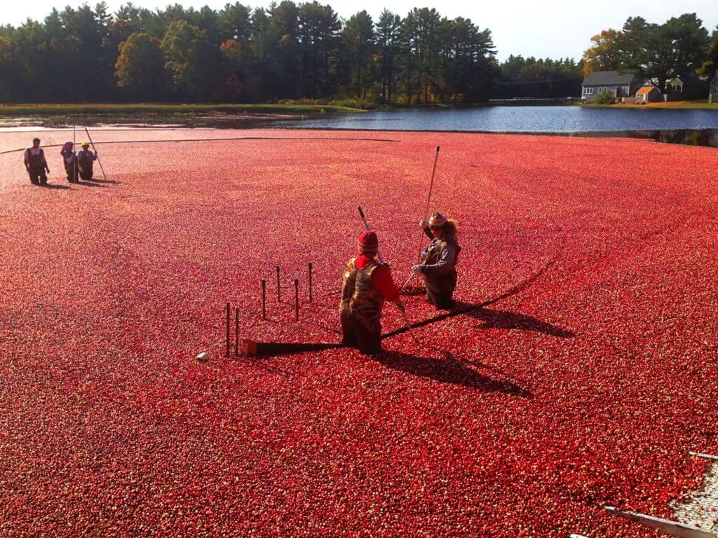 cranberry harvest tours massachusetts