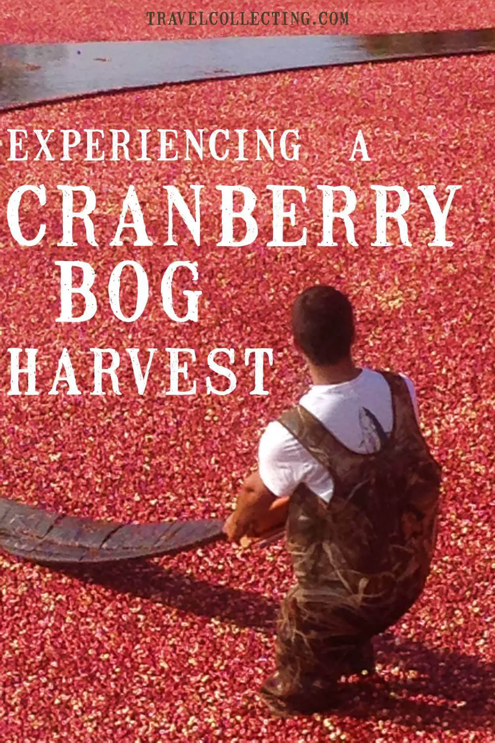 Cranberry bog experience