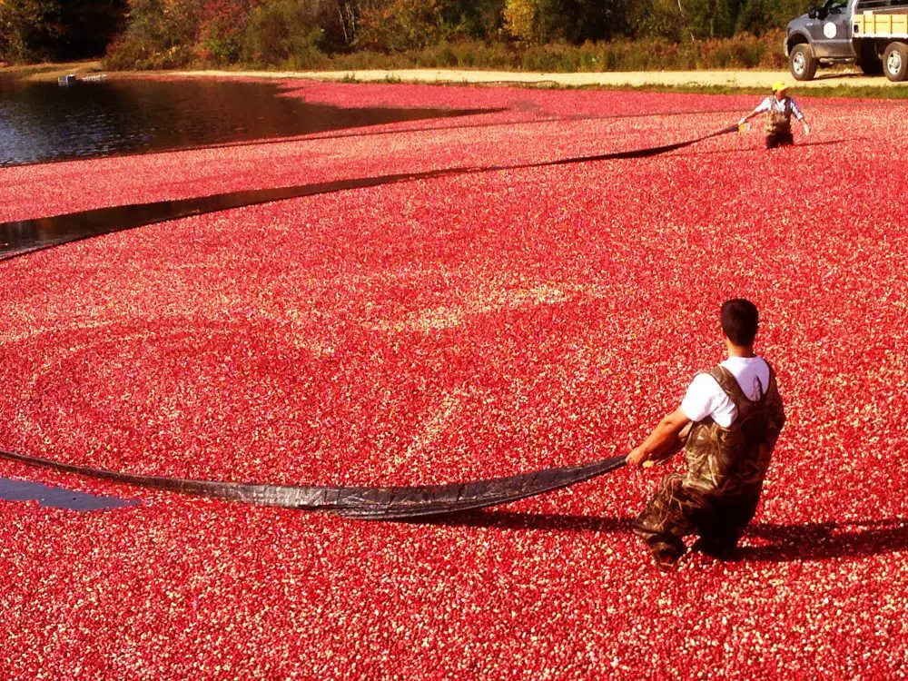 Cranberry farming on cranberry bog tour