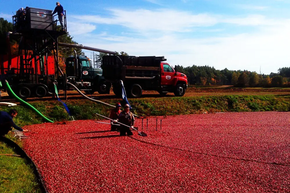 Cranberry farming on cranberry bog tour
