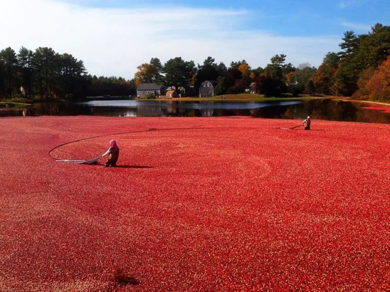 cranberry harvest tours massachusetts
