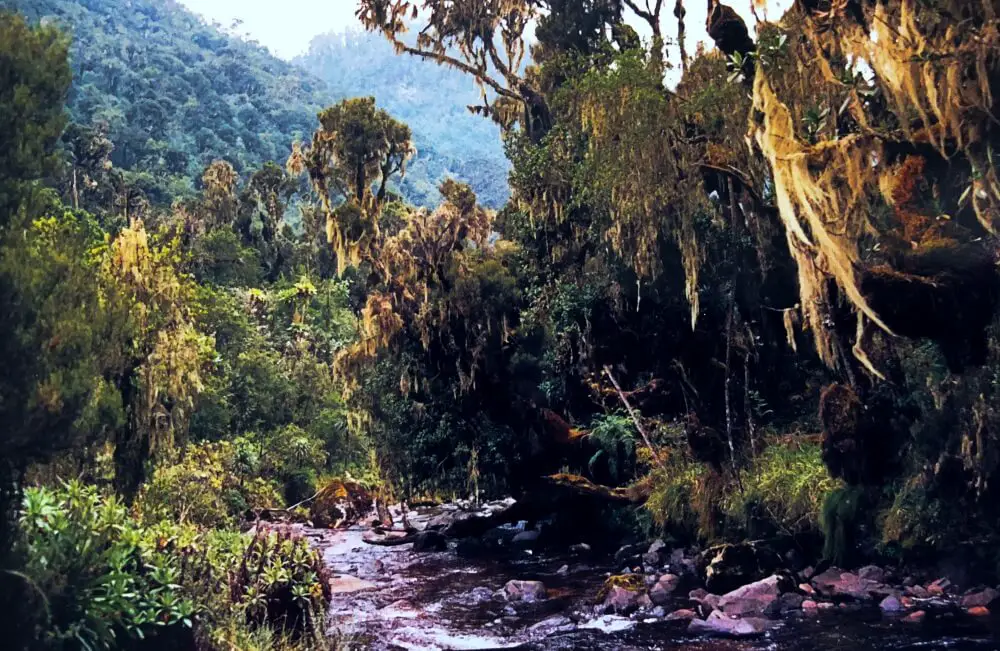 Rwenzori Mountains trekking 