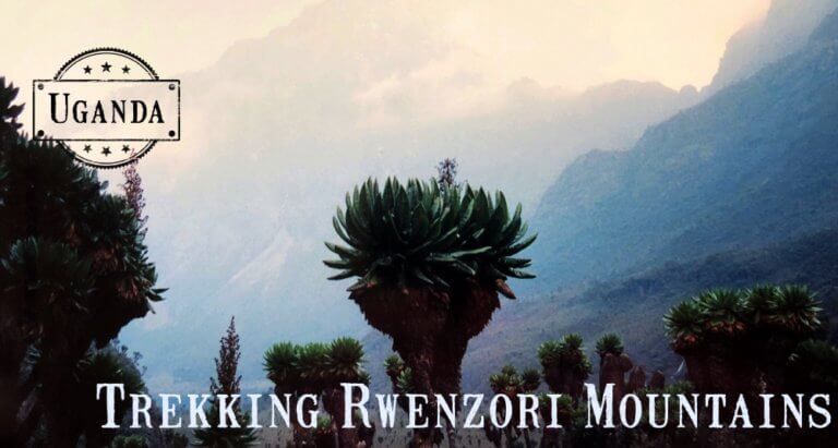 Rwenzori Mountains trekking