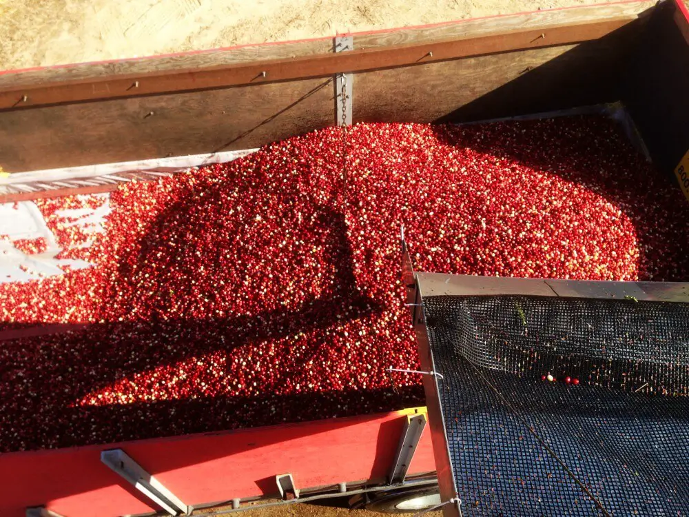 Truck_Cranberries on cranberry bog tour