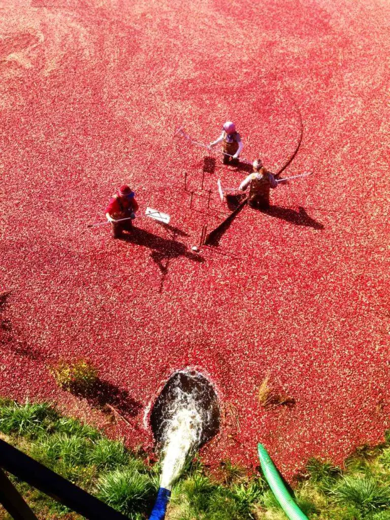 Cranberry Bog Tour, Massachusetts