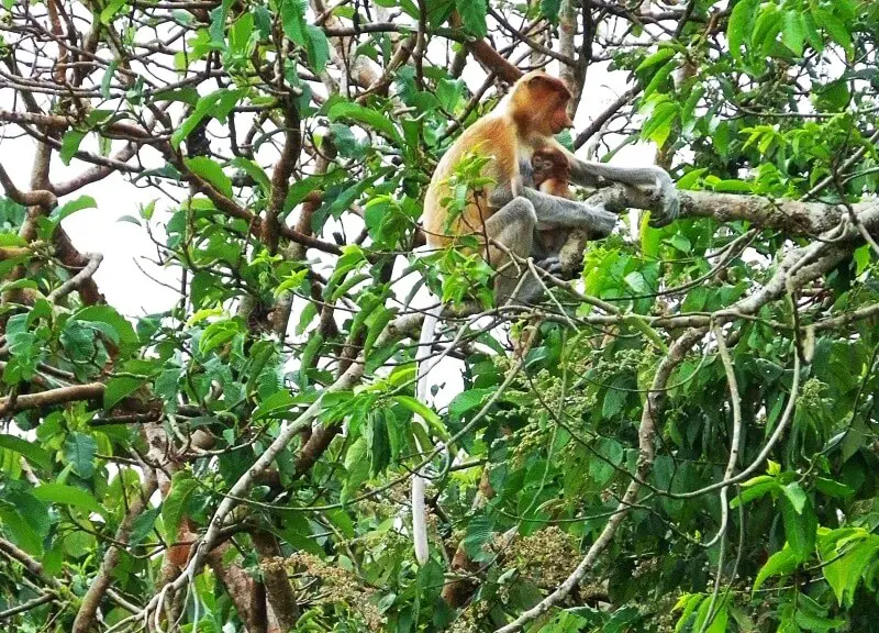 Borneo proboscis monkeys