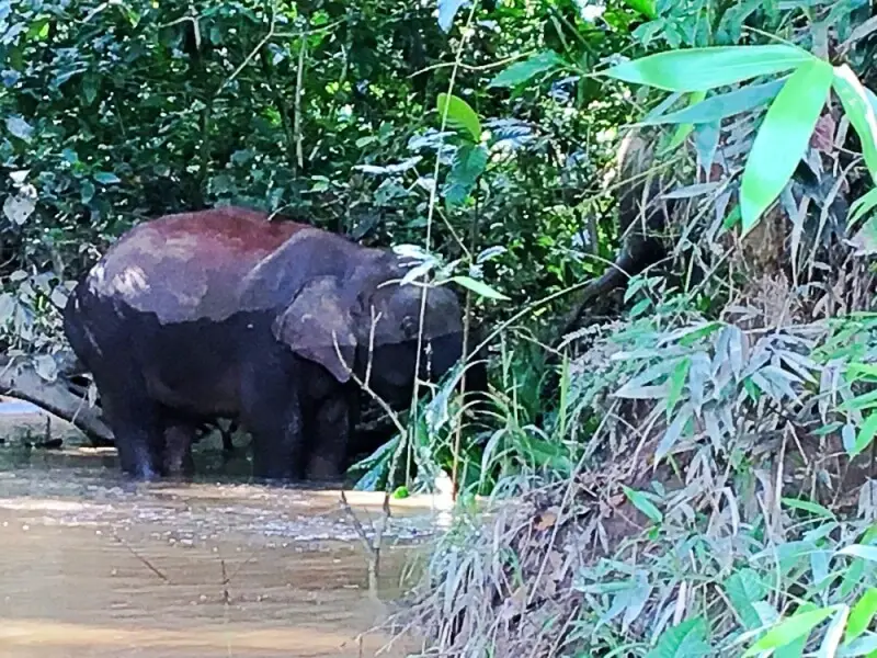 Borneo pygmy elephants pool