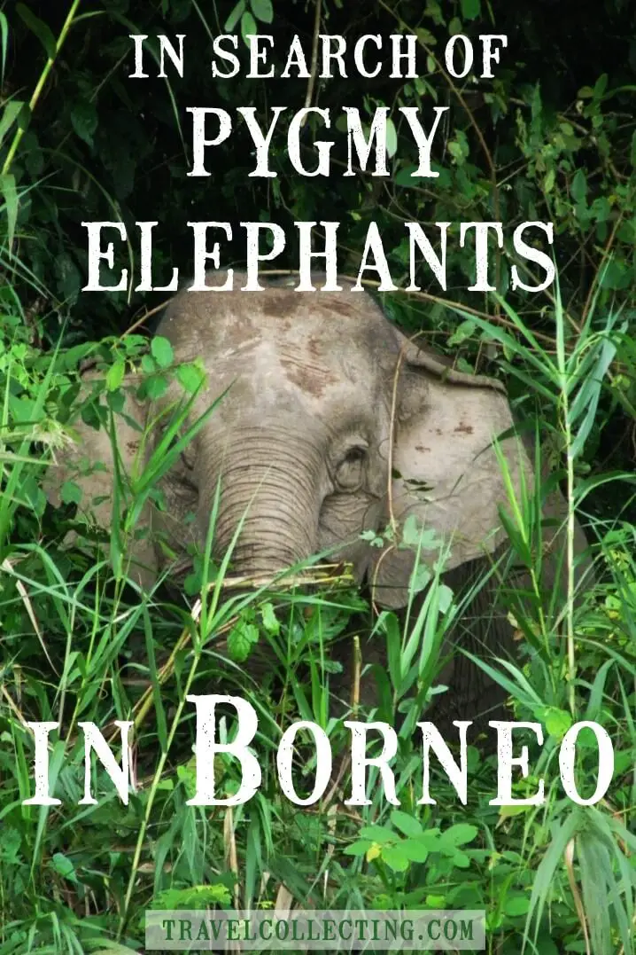 Borneo pygmy elephant_Pinterest