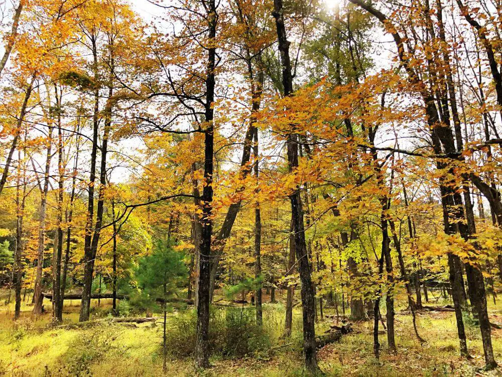 Top Ten Things to do in Hudson Valley in fall-mohonk preserve golden leaves