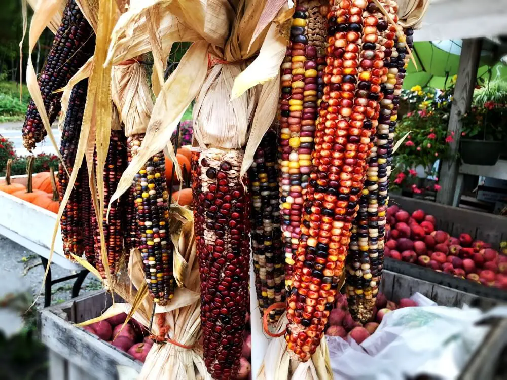 Hudson Valley Fall farmers stand corn