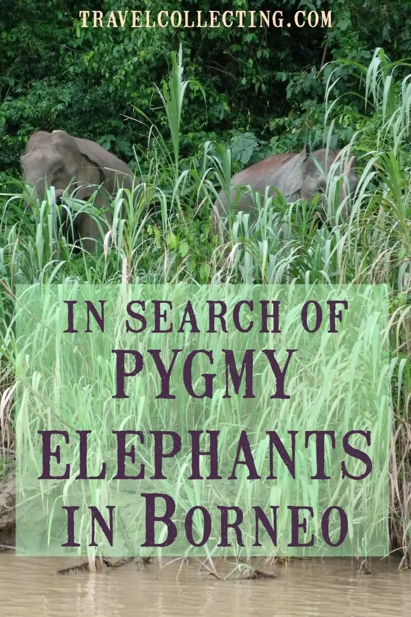 Pygmy elephants Borneo