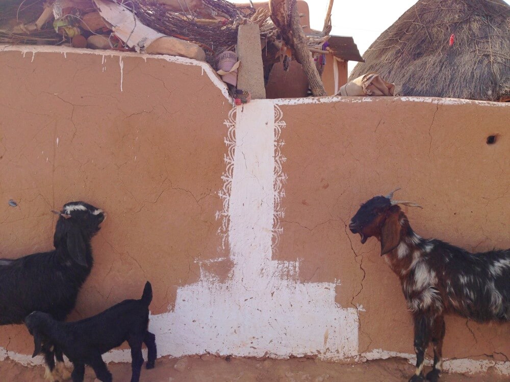 Camel safari jaisalmer goats