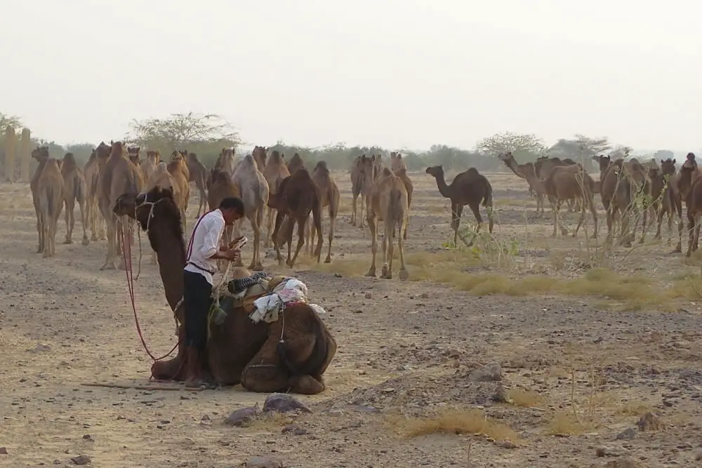 camel safari group