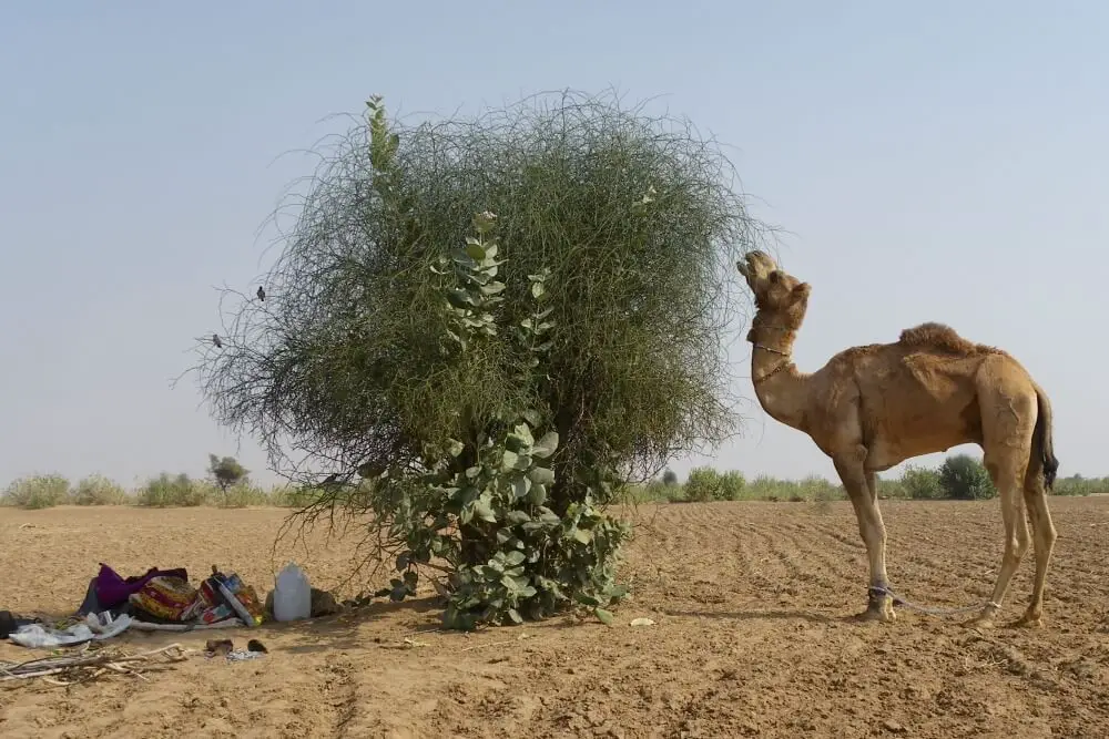 camel safari resting