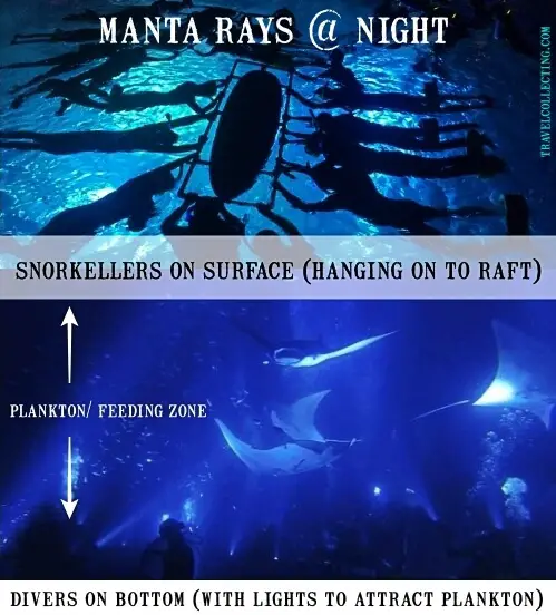 manta ray night snorkel kona naming