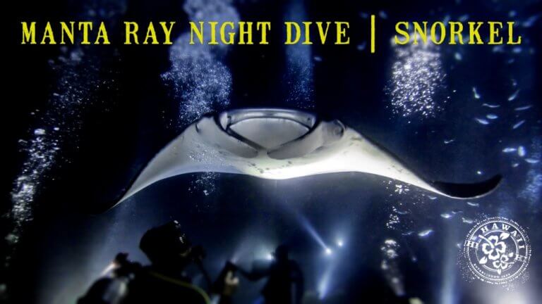 Manta ray night dive snorkel header