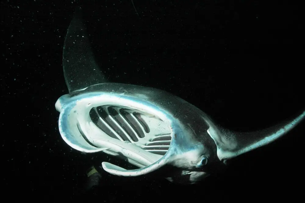 big island diving manta rays