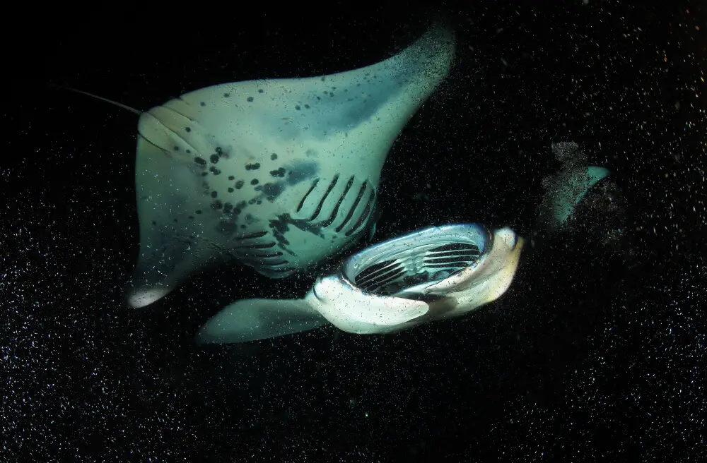 Night dive manta rays