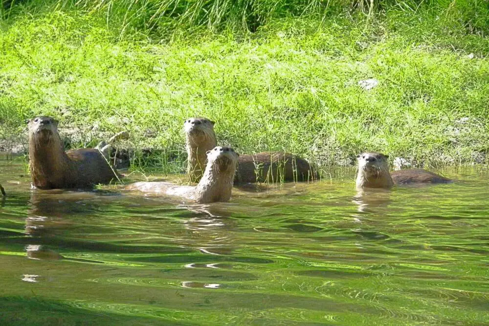 River otters cascade canyon hike