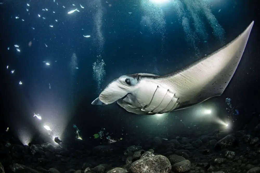 manta ray dive kona