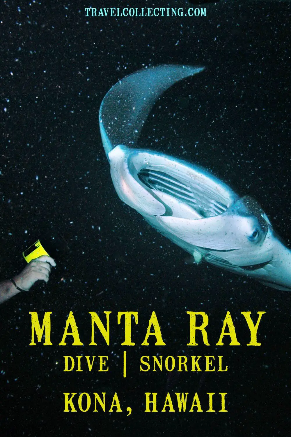 manta rays night diving-pinterest