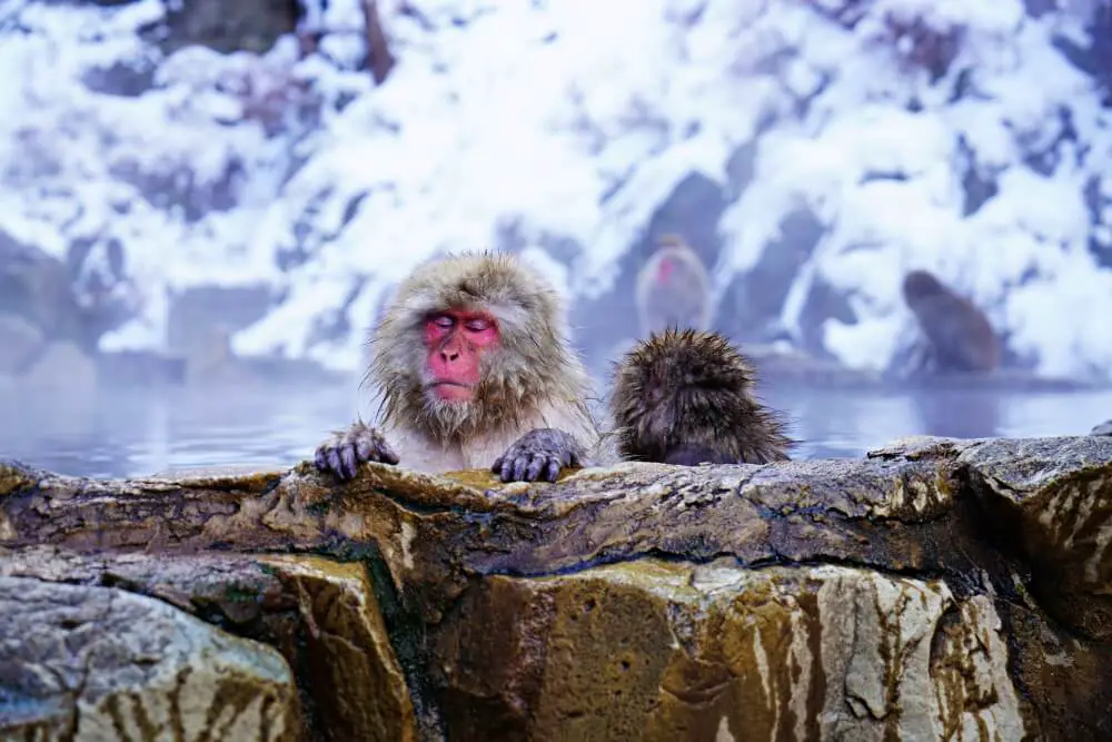 Snow monkeys in Nagano