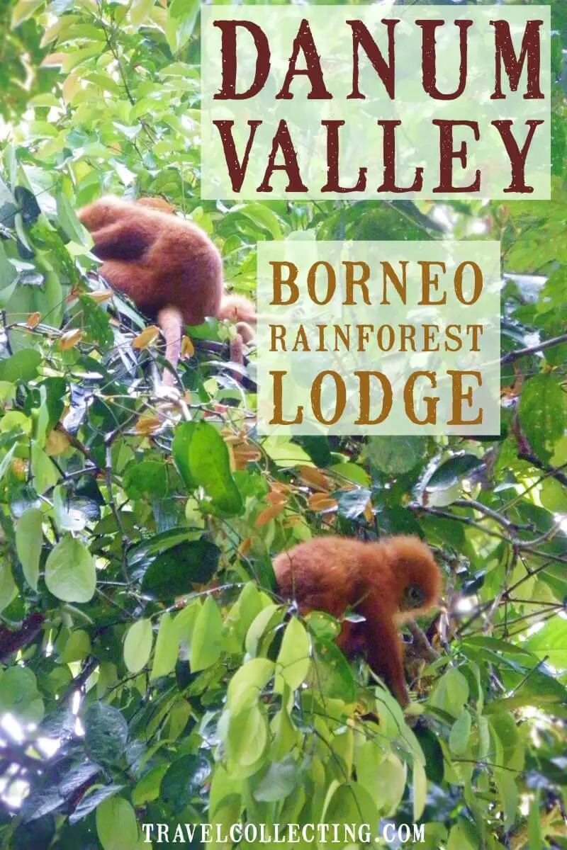 Borneo Rainforest Lodge Danum Valley Red Leaf Monkeys 
