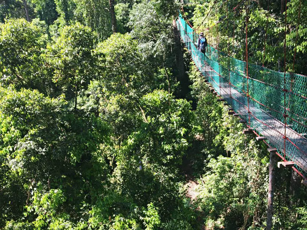 Canopy walk danum vally borneo rainforest lodge