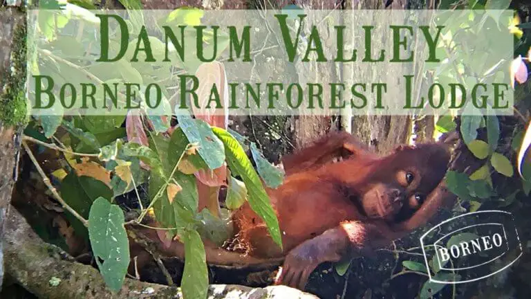 Danum Valley Borneo Rainforest Lodge baby orangutan in nest with mother