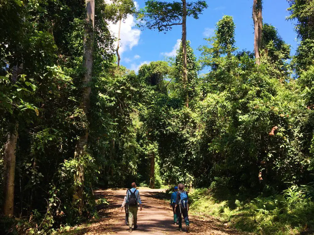 Hiking Borneo Rainforest Lodge Danum Valley