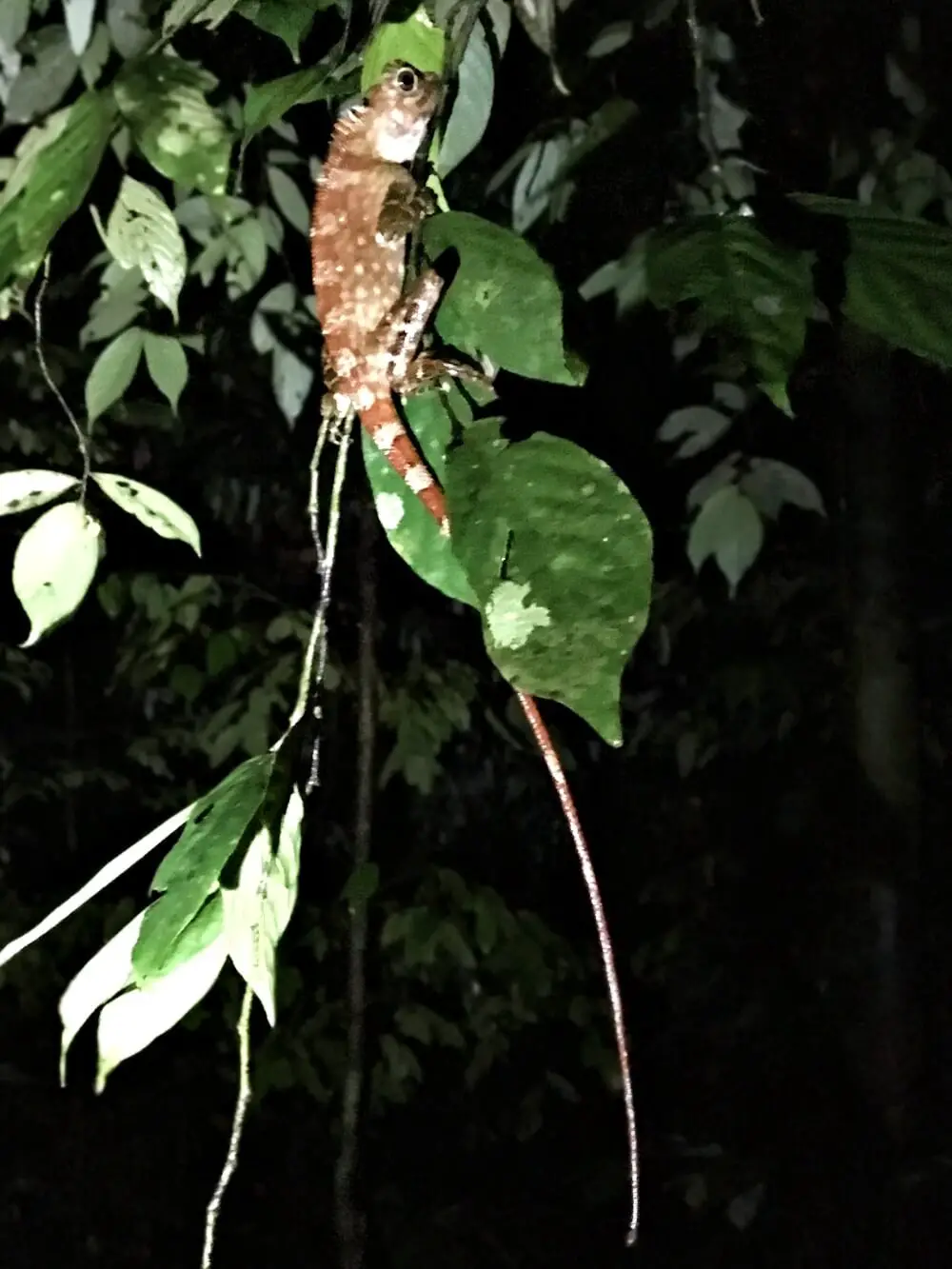 Long tailed Lizard at night danum valley