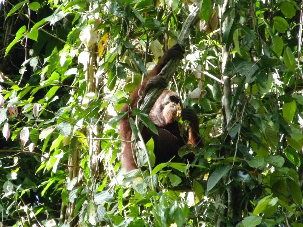 Male orangutan in tree Orangutan Danum valley