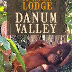 danum valley Orangutan baby