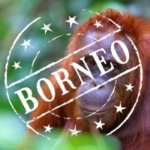 Orangutans Borneo