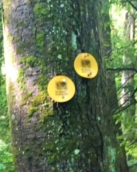 Trail markers right