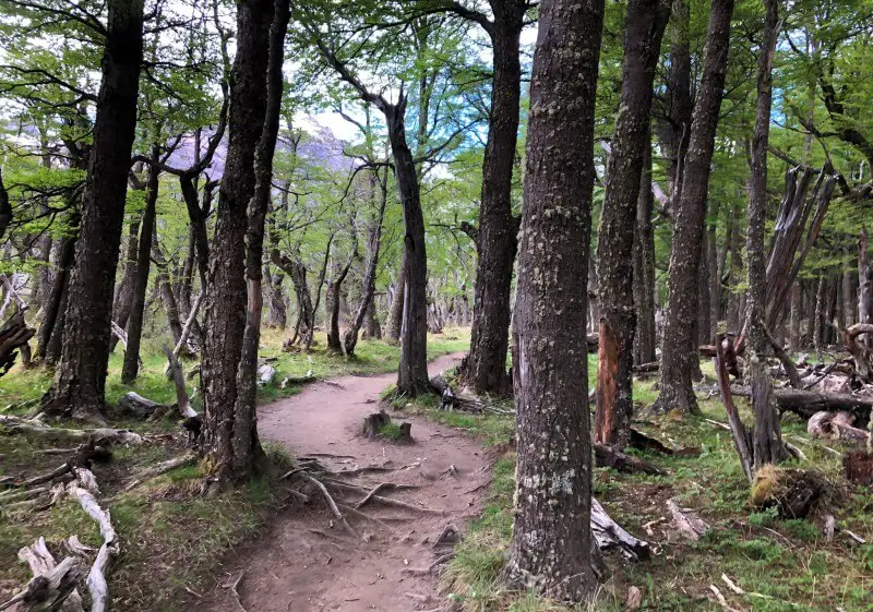 6-7 km laguna torre trail