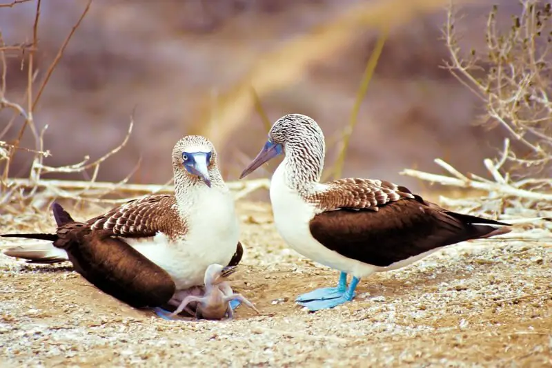 Galapagos planning blue footed boobies