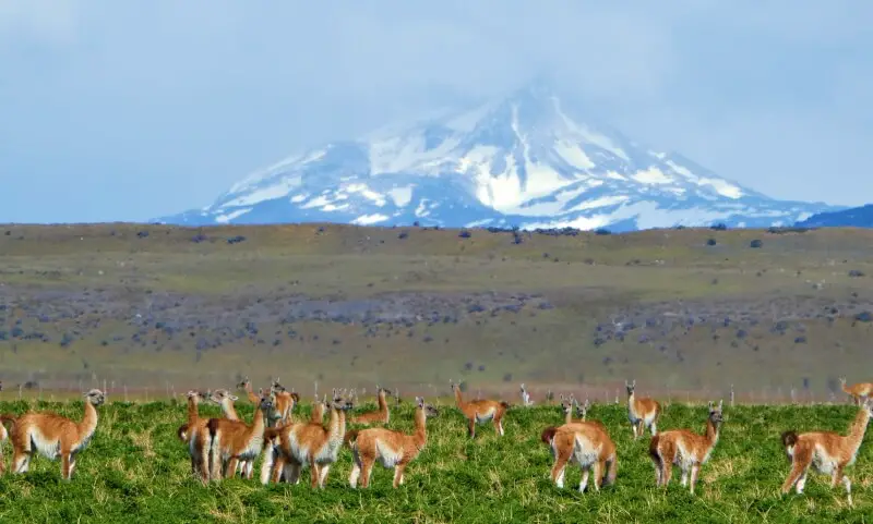 Guanacos from side of the road photo taken while driving in Patagonia