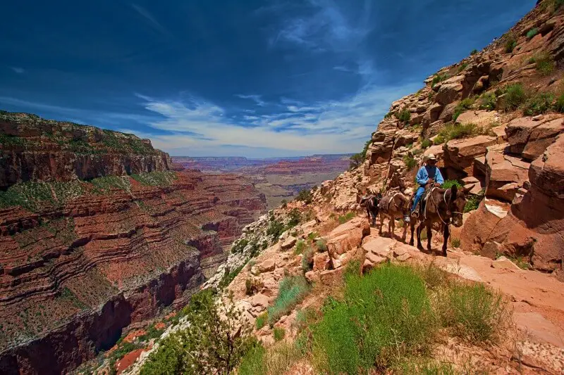 Guide to Making Reservations for Phantom Ranch, Grand Canyon 7 Phantom Ranch mules descending