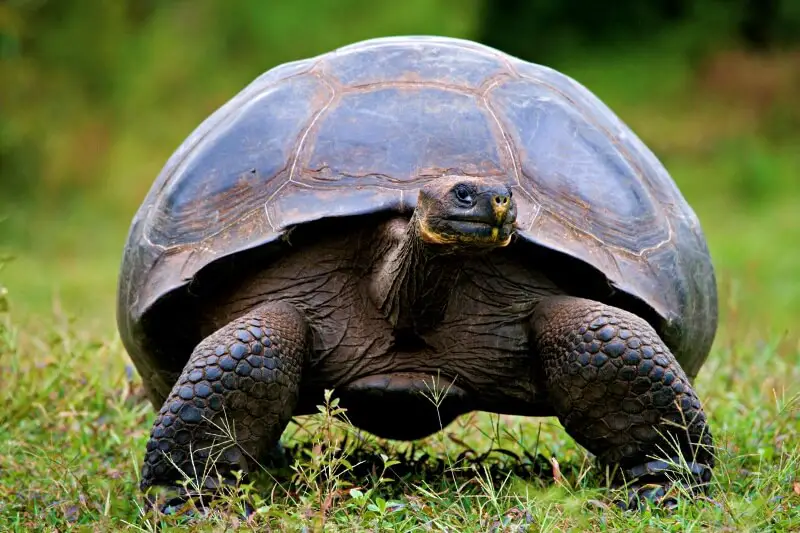 Planning a trip to the Galapagos land tortoise