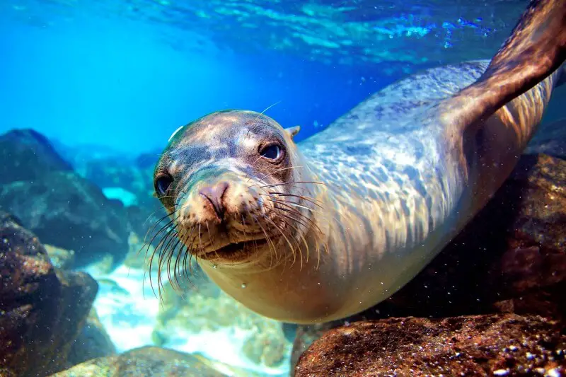 Planning a trip to the Galapagos sea lion
