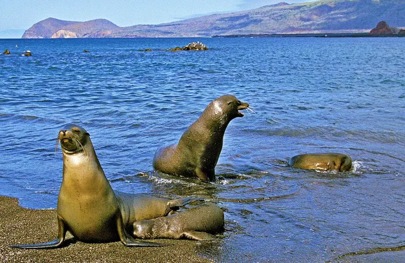 Planning a trip to the Galapagos seals
