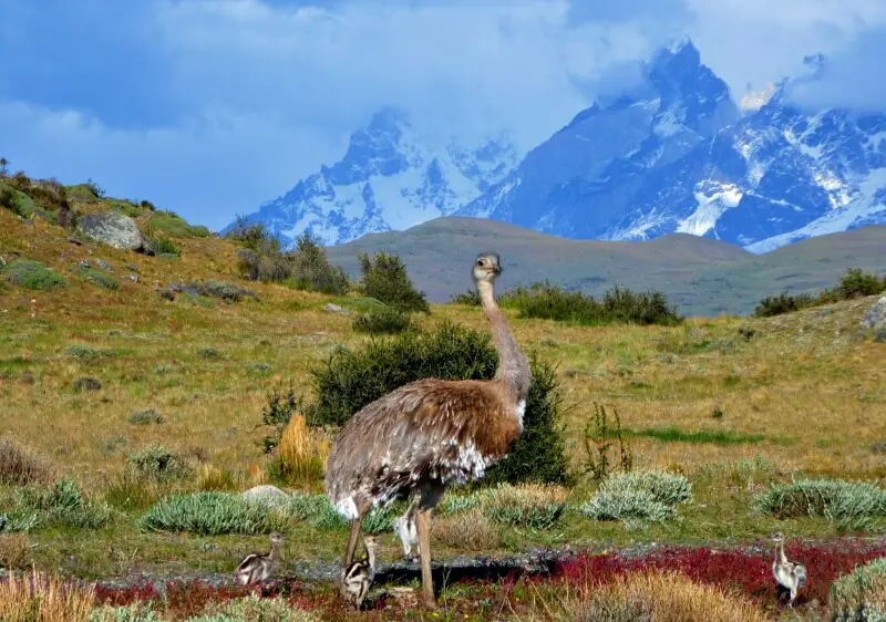 Rhea taken from side of road while driving in Patagonia